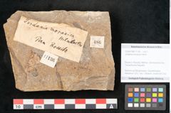 Foto (Objekt + Etikett) von Jordania moravica Helmh. (NHMW-GEO-2024-0188-11136)